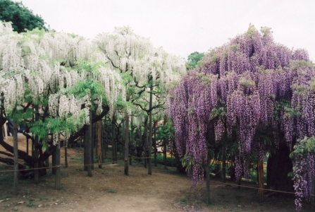 藤の花