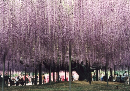 藤の花