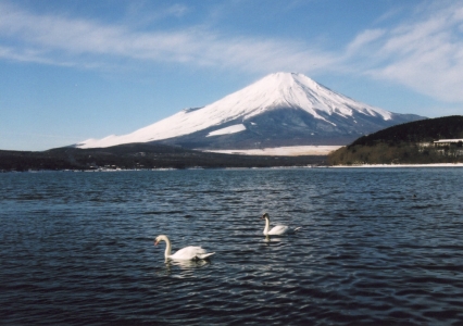 富士山と白鳥