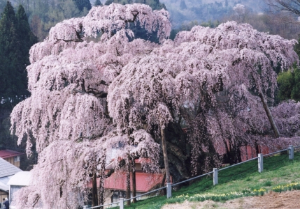 しだれ桜