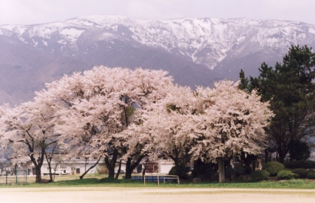 桜と雪山