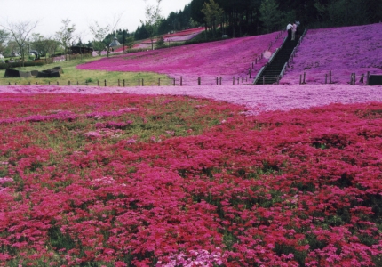 芝桜