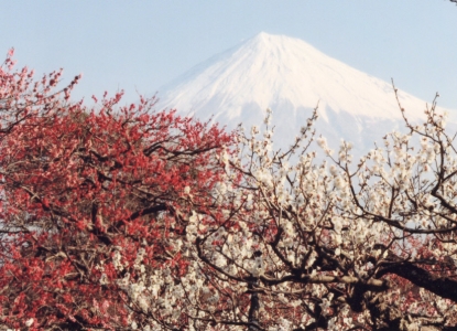 梅と富士山